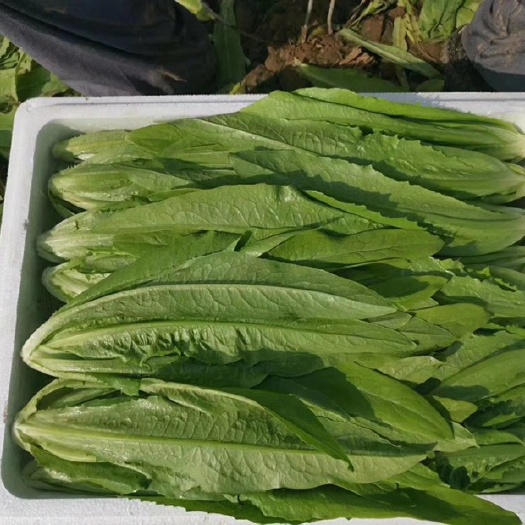 邯郸油麦菜