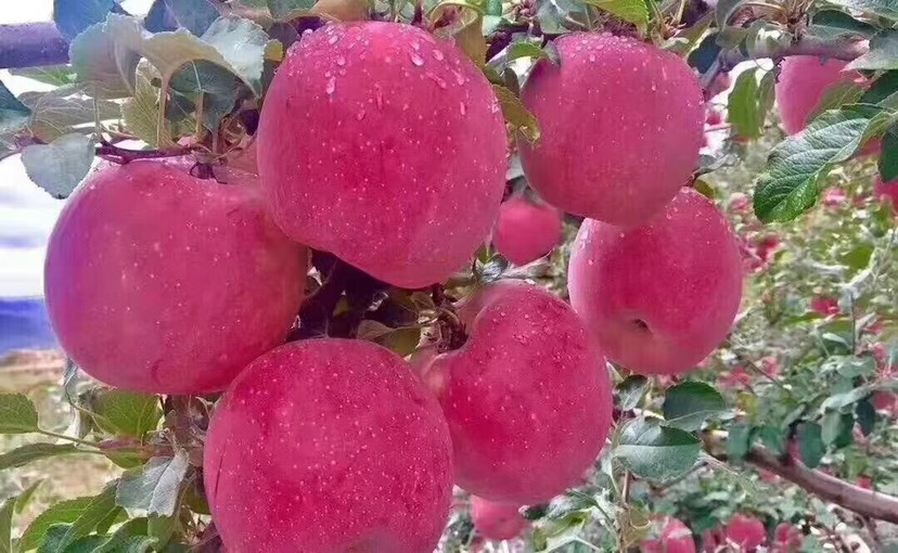 静宁县吃遍天下苹果，还想静宁苹果