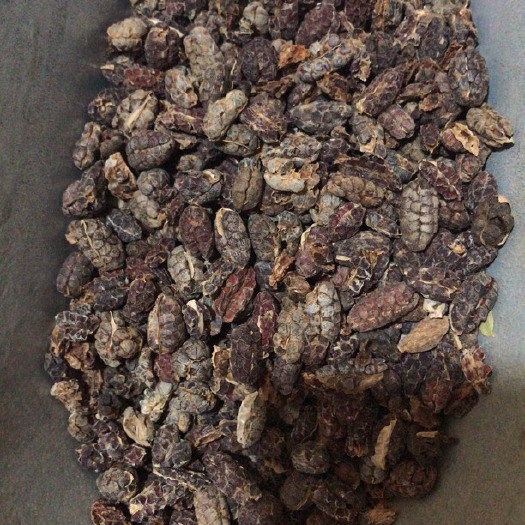 安国市春砂仁 砂仁 去皮砂仁米 正品无硫货 量大从优