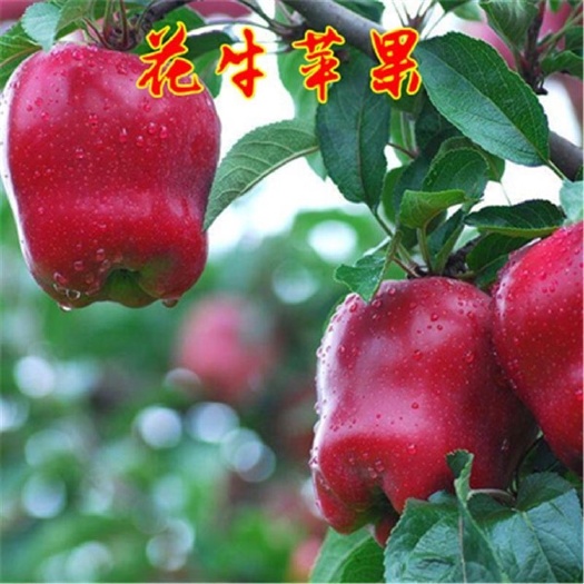平邑县 花牛苹果树苗 正宗嫁接苗 包品种 包质量 现挖现发 地栽