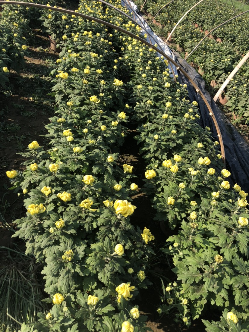 日光菊 短日照，国庆小菊