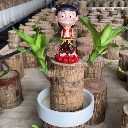 青州市巴西木盆栽  巴西木水养室内四季常青水培植物格鲁特幸运木办公桌面绿植小盆栽