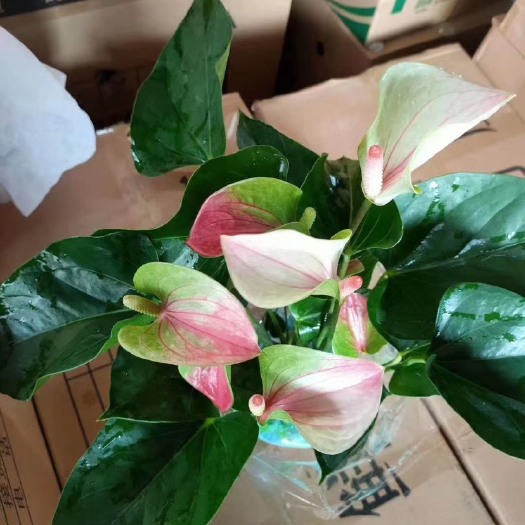 青州市红掌粉掌鸿运当头一帆风顺白掌盆栽客室内绿植花卉净化空气去甲醛