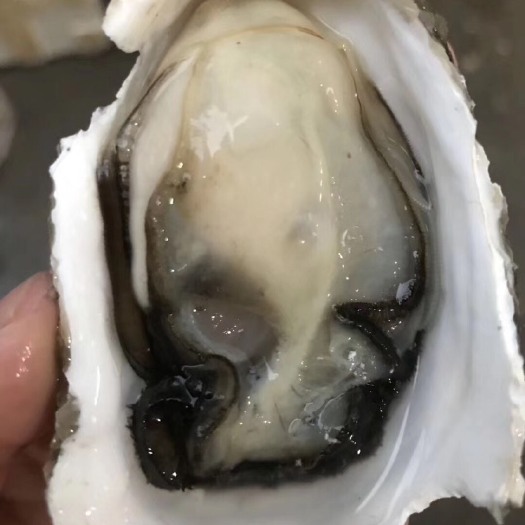 饶平县汫洲生蚝 牡蛎烧烤生蚝海蛎子批发
