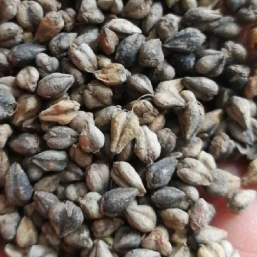 盐源县苦荞  荞子老板们，来货了