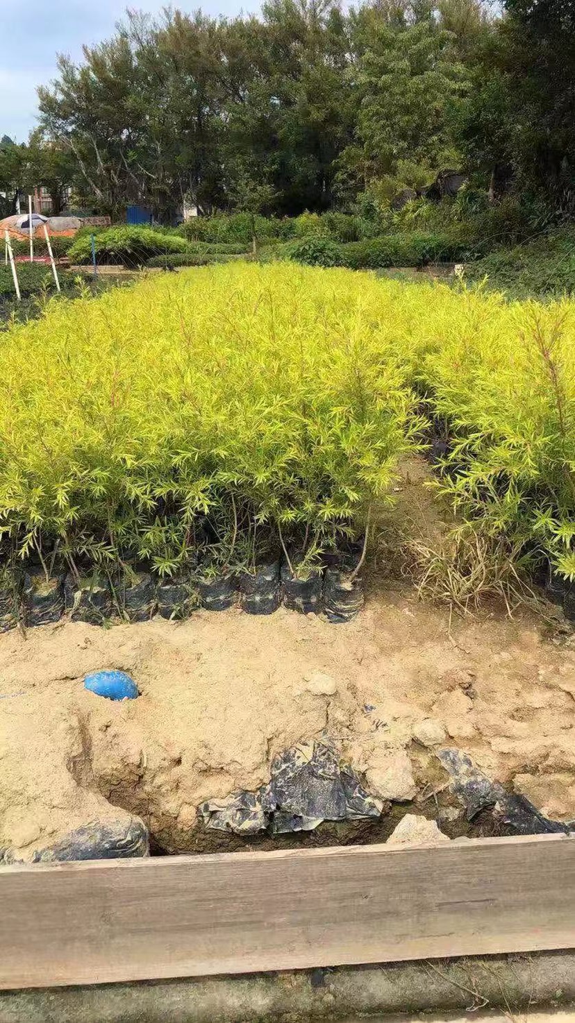 漳州黄金香柳小苗 30公分左右 福建黄金香柳树小苗种植产地直销