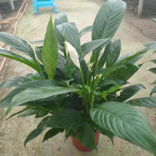 漳平市精品白掌 各种规格 基地直销 质量保证 货供全国 喜欢可咨询