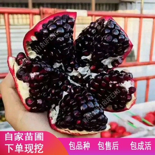 平邑县黑籽甜石榴  黑籽石榴树苗嫁接优质南北种植盆栽地栽家庭院当年结果包品种包邮