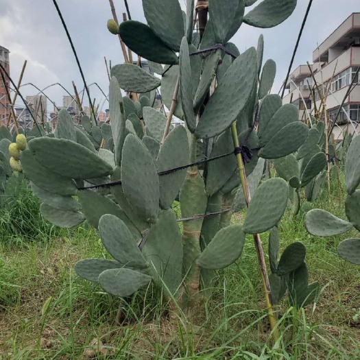 新蔡县米邦塔食用仙人掌