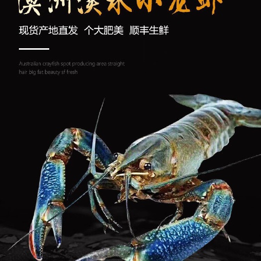 黎川县澳洲淡水龙虾  来自大山深处的美味澳洲淡水蓝龙虾山林环绕，一汪天泉养好虾