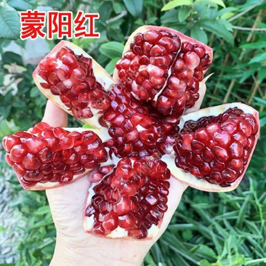 平邑县蒙阳红石榴苗  蒙阳红石榴树苗南方北方种植家庭院地栽果树苗当年挂果