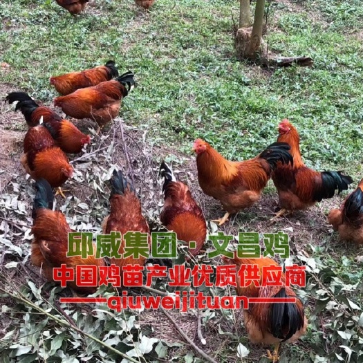南宁土鸡苗  文昌鸡苗 企业品牌 质量保证 厂家直销 包打疫苗 全国发货