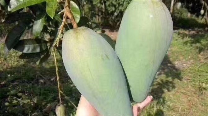钦州金煌芒果苗  金煌芒