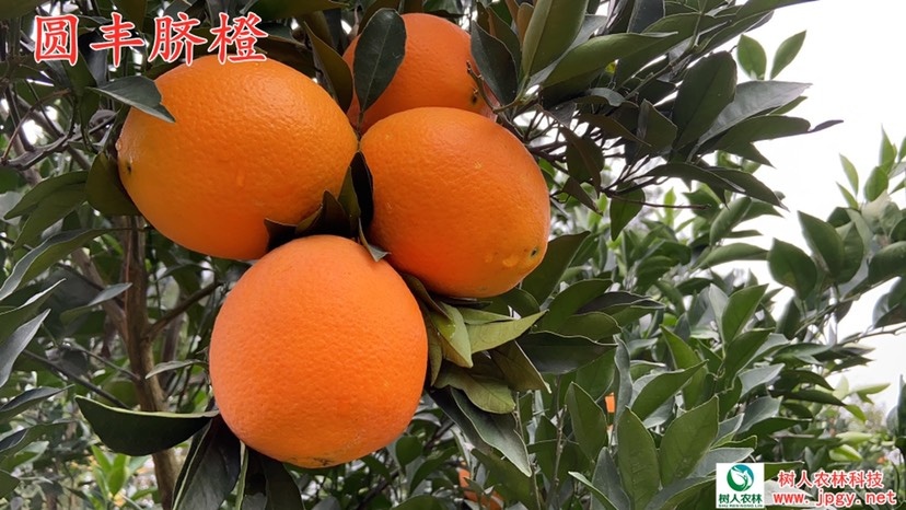 常德园丰脐橙苗  圆丰脐橙 杯苗地苗基地直供 签订合同 品种纯度保证