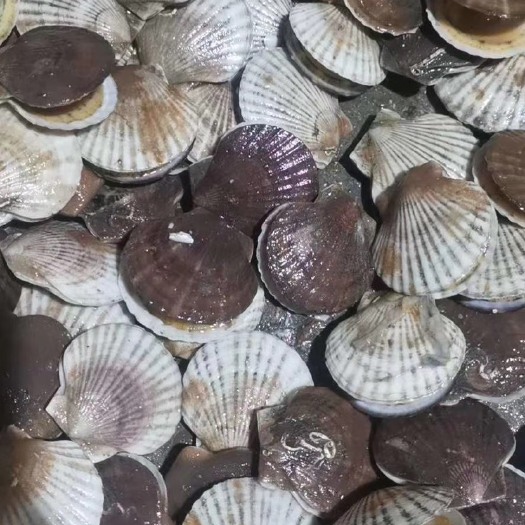 东港市渤海扇贝 扇贝，每天发货，新鲜扇贝