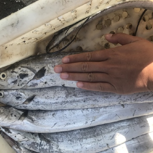 荣成市北部湾带鱼 大连渤海湾4指宽带鱼，1斤半/条。码头鲜货