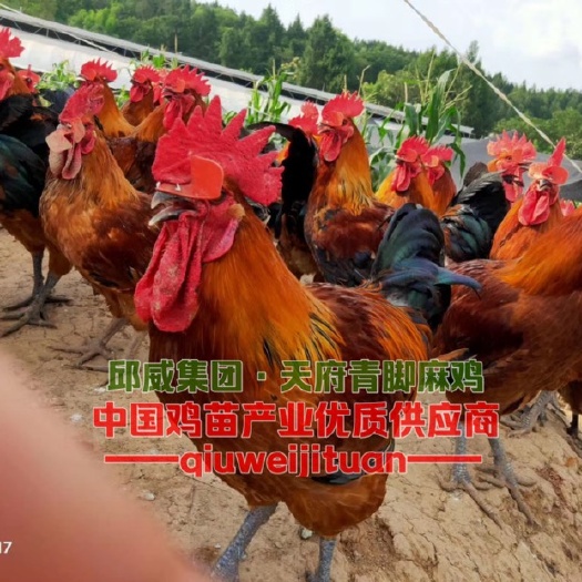 南宁快大青脚麻鸡苗 新广青脚麻鸡 天府青脚麻 企业品牌 质量保证