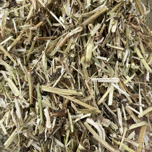 泗县精品花生秧