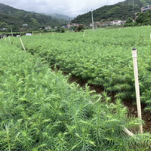 百色杉木 