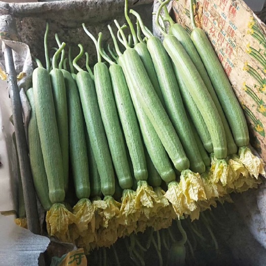 寿光市鲜花丝瓜 大量供应低价精品丝瓜长短箱，通货，二路，精品，欢迎老板采购