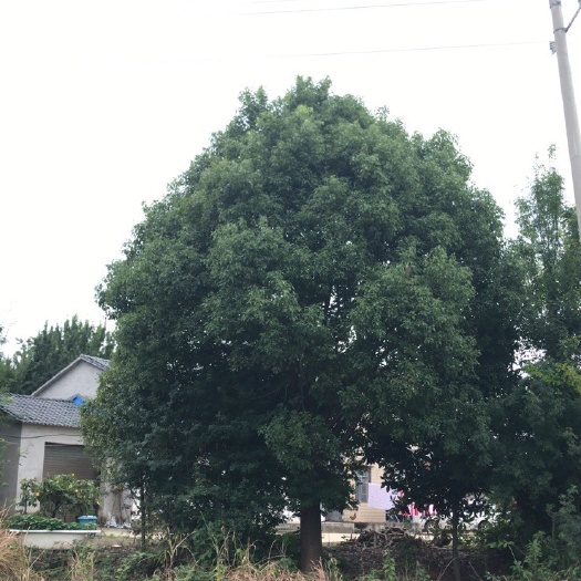 京山市37公分全冠香樟，2米分支点，总高度10米左右，冠幅10米