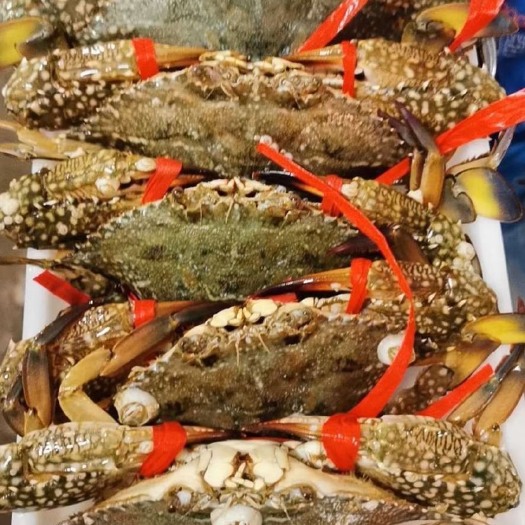 北海海鲜礼盒装  冰鲜母花蟹