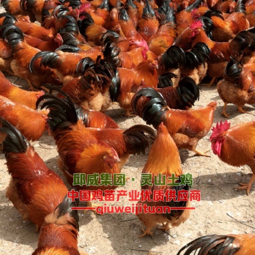 南宁桂香土鸡苗  灵山土鸡苗 企业品牌 质量无忧 包打疫苗 全国发货