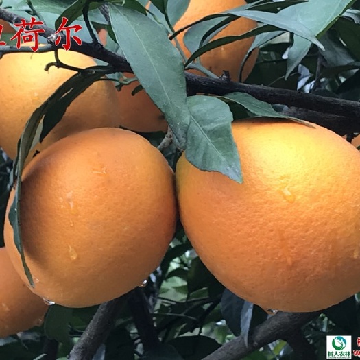 常德纽荷尔脐橙苗 纽荷尔脐橙 基地直供 签订合同 品种纯度保证