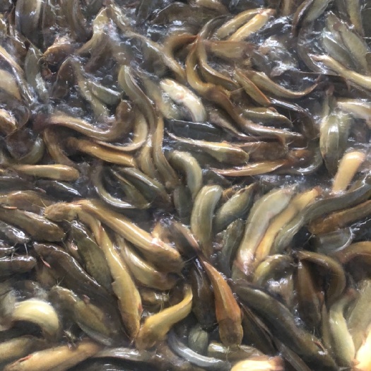 湛江本地塘鲺 