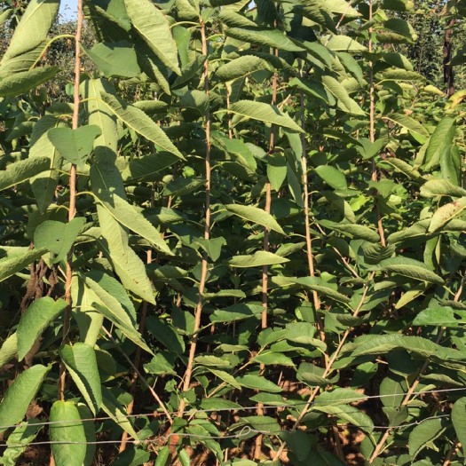 潍坊兰丁2号樱桃苗 兰丁2号嫁接大樱桃苗，抗病性强，抗涝，生长旺盛，俄八美早布鲁