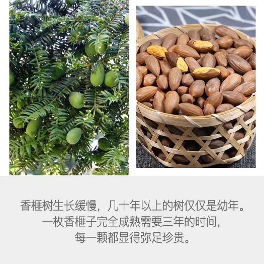 绍兴2020新货香榧绍兴特产坚果炒货千年香榧林