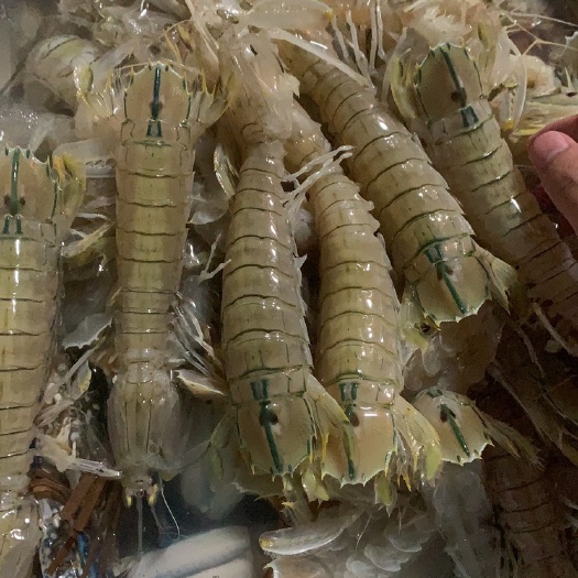 北海刚上岸皮皮虾，长期供应