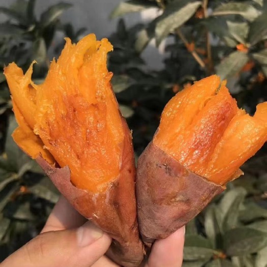 海阳市山东海阳蜜薯烟薯25红心糖心流油烘烤地瓜，一件代发，落地配