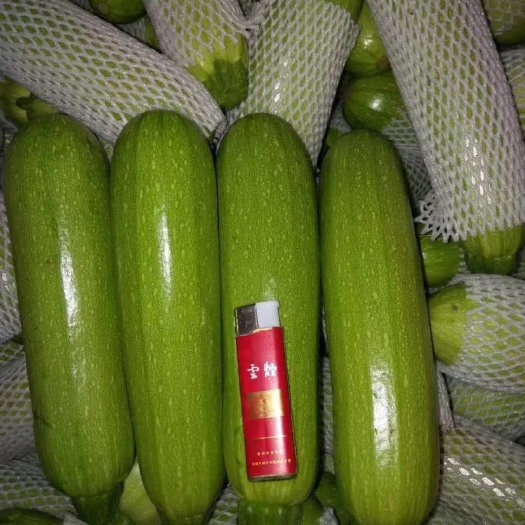 弥勒市绿宝西葫芦 西葫芦，云南西葫芦，云南高原精品西葫芦