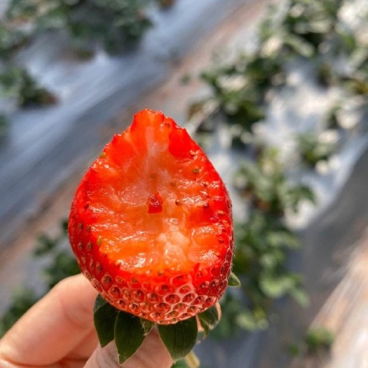 红颜草莓