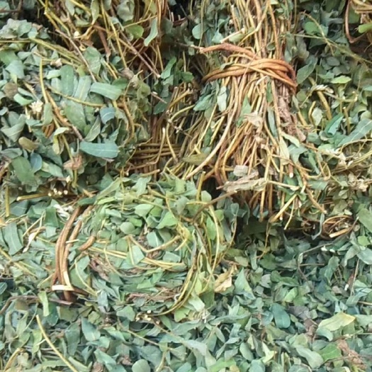 玉林扎把鸡骨草 鸡骨草 带叶扎把