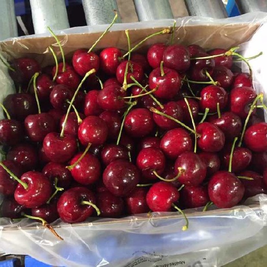 上海澳洲车厘子Cherry hill  澳洲空运车厘子11月10-15日发货 当天可达，欢迎咨询