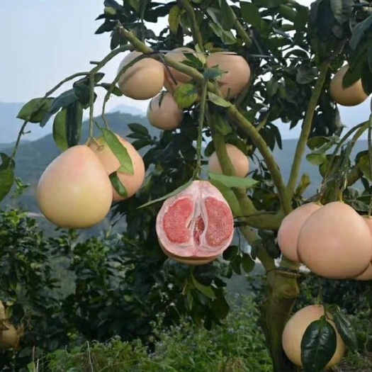 三红蜜柚 