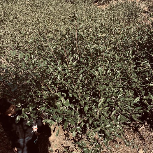 霞浦县福鼎白茶 自家荒野白茶，可以实地考茶