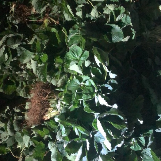 顺平县法兰地草莓苗 甜查理法兰帝大量的草莓苗