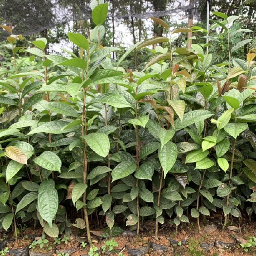防城港茶花苗 农产品自产自销防普金花茶种子苗50-70高