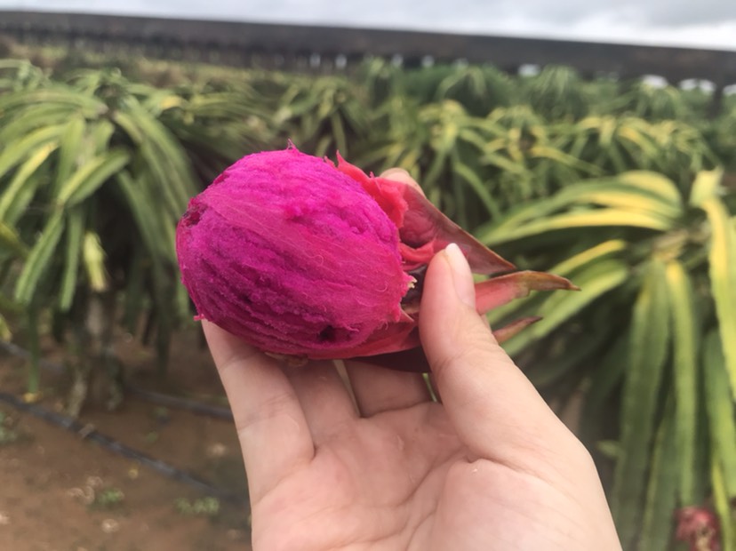 火龙果的产地 火龙果的产地主要在哪里