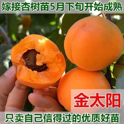 平邑县 金太阳杏树苗 嫁接苗 基地直销 包品种 死苗免费补发