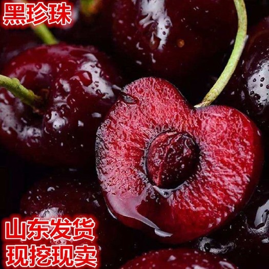 平邑县黑珍珠苗 黑珍珠樱桃苗 嫁接苗 包品种 基地直销 当年结果 分枝大苗