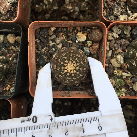 漳州 拉根实生仙人球多肉植物基地大量批发