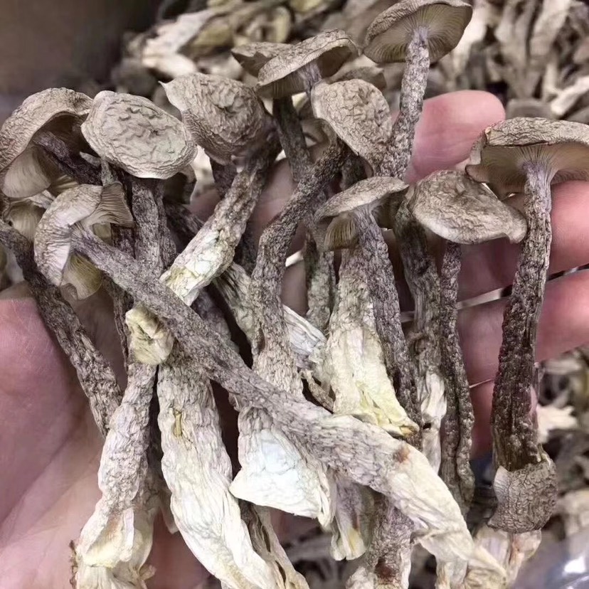 鹿茸菇 产地直销不含硫 品质保证可视频看货