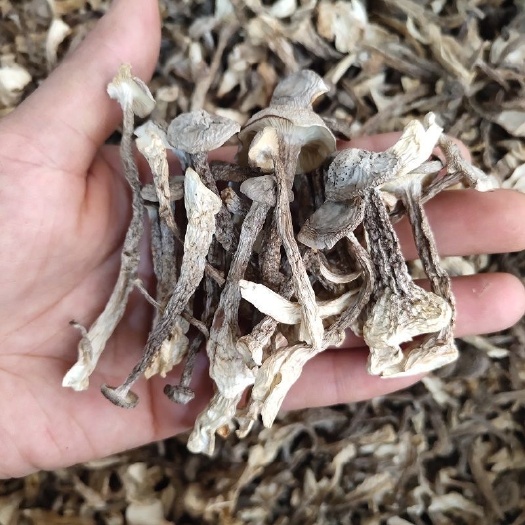古田县鹿茸菇鹿茸菇干货包邮无碎鹿茸菇无硫土特产新货煲汤食材