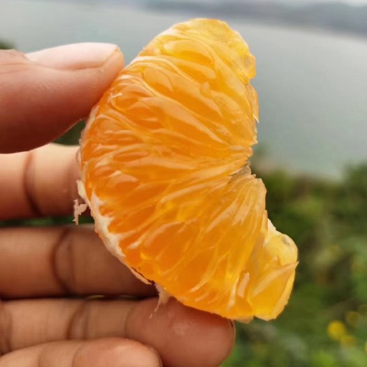 资兴市东江湖蜜橘 东江湖蜜桔已经大量上市
