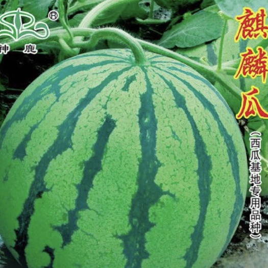 宿州麒麟西瓜苗  麒麟嫁接西瓜苗  早佳8424嫁接苗  直生苗