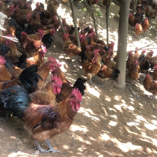 南平瑶鸡  【精品红瑶土鸡】【山鸡】全放养土鸡，毛色好，天数足